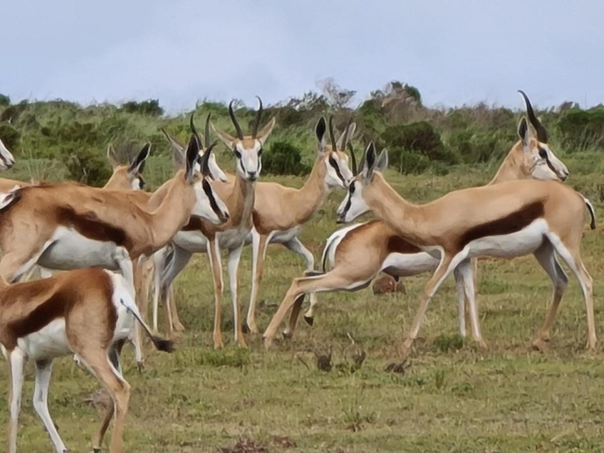 Indalu Game Reserve Boggomsbaai Экстерьер фото