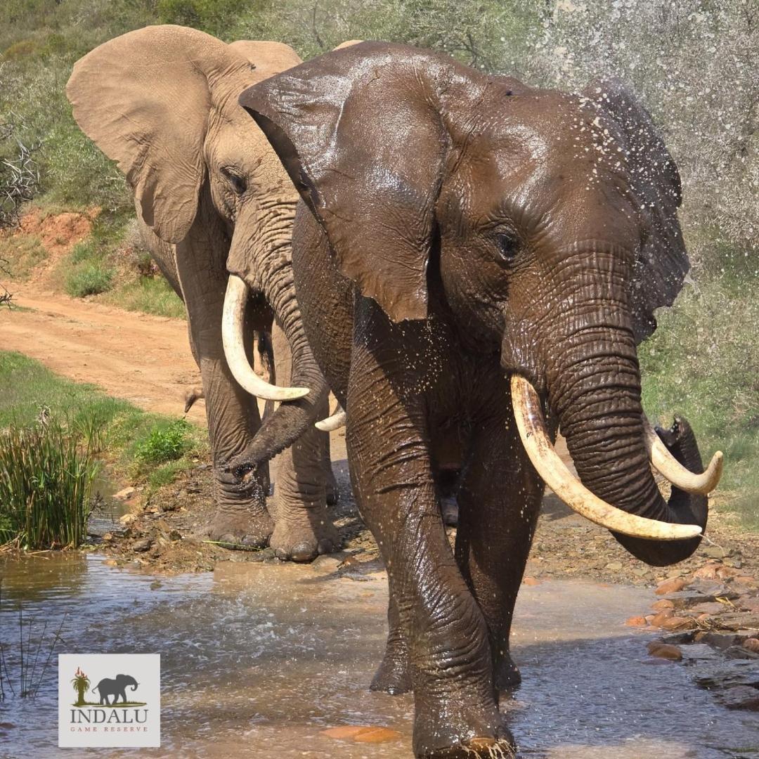 Indalu Game Reserve Boggomsbaai Экстерьер фото